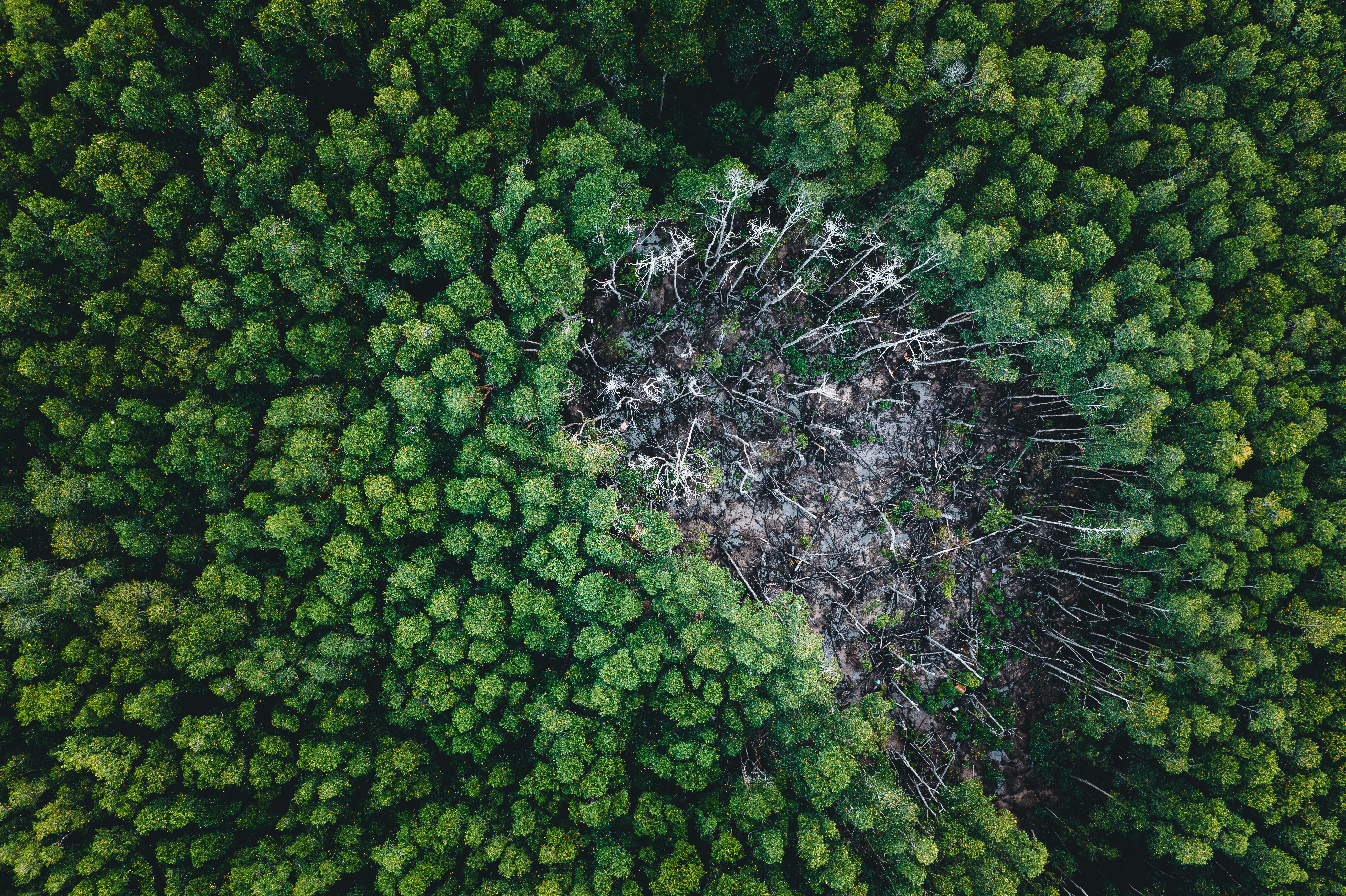 Drone view of a deforested clearing surrounded by green Amazon forest