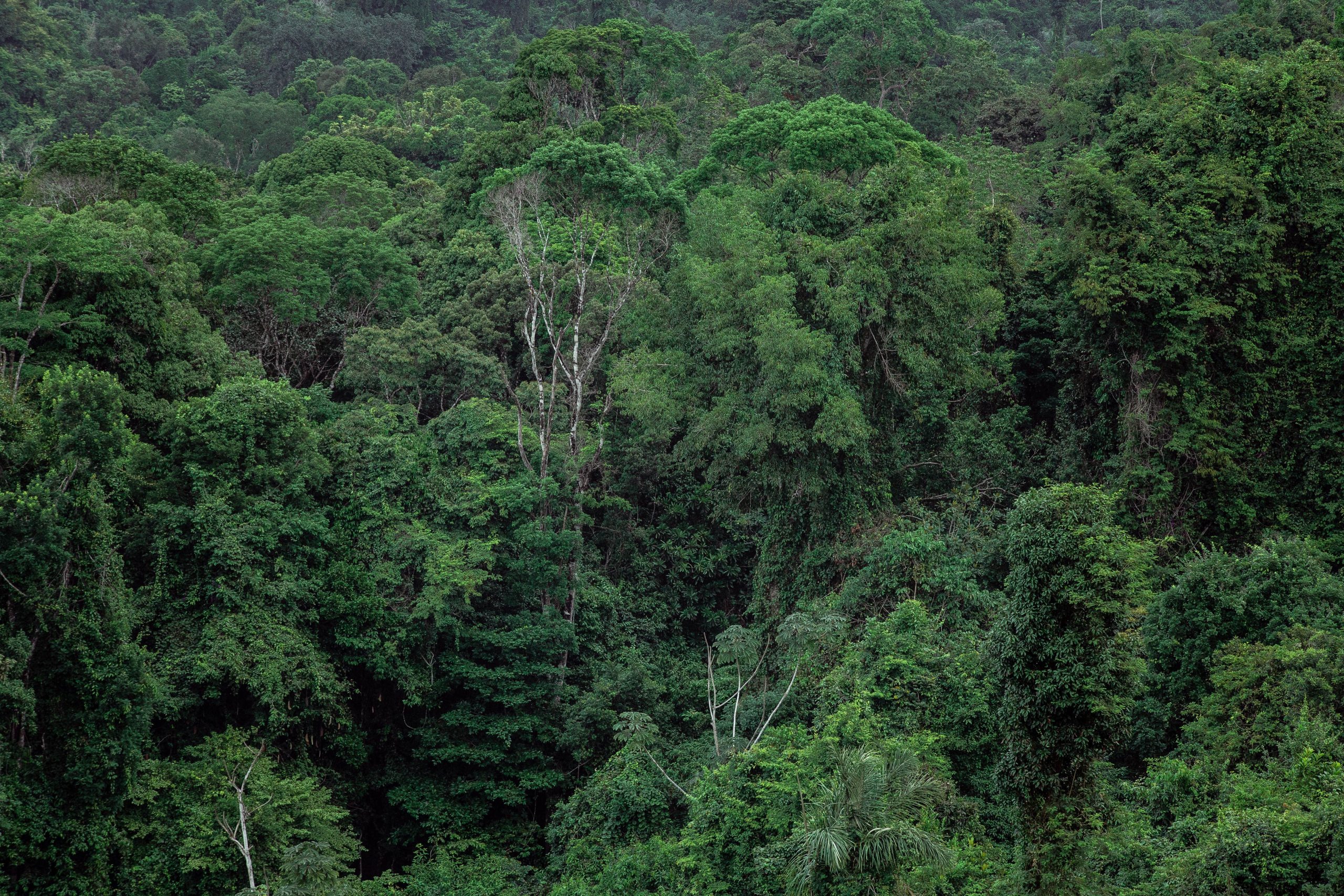Aerial view of the lush, dense Amazon rainforest canopy in Brazil